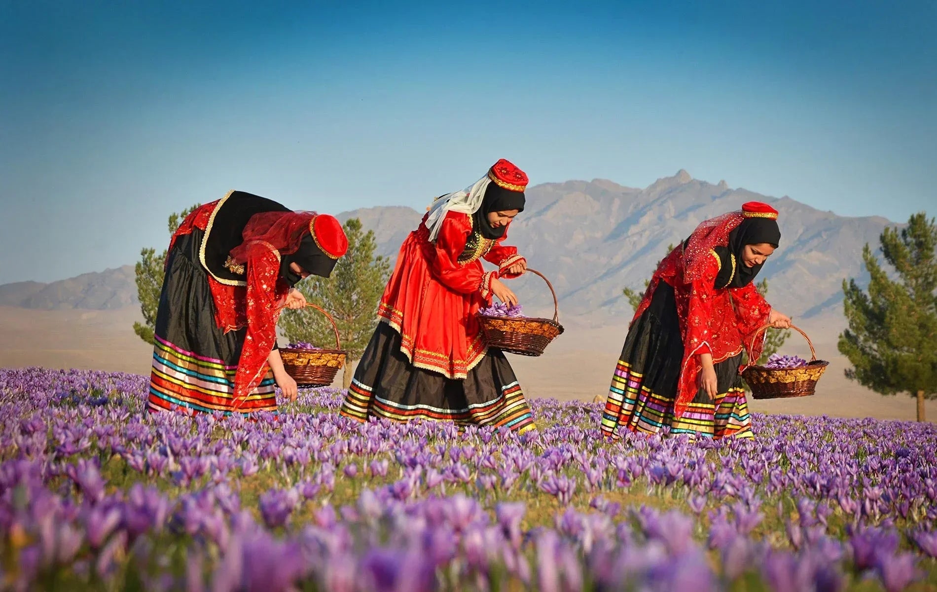 Saffron Harvest Seasons: When the World’s Most Precious Spice Is Picked